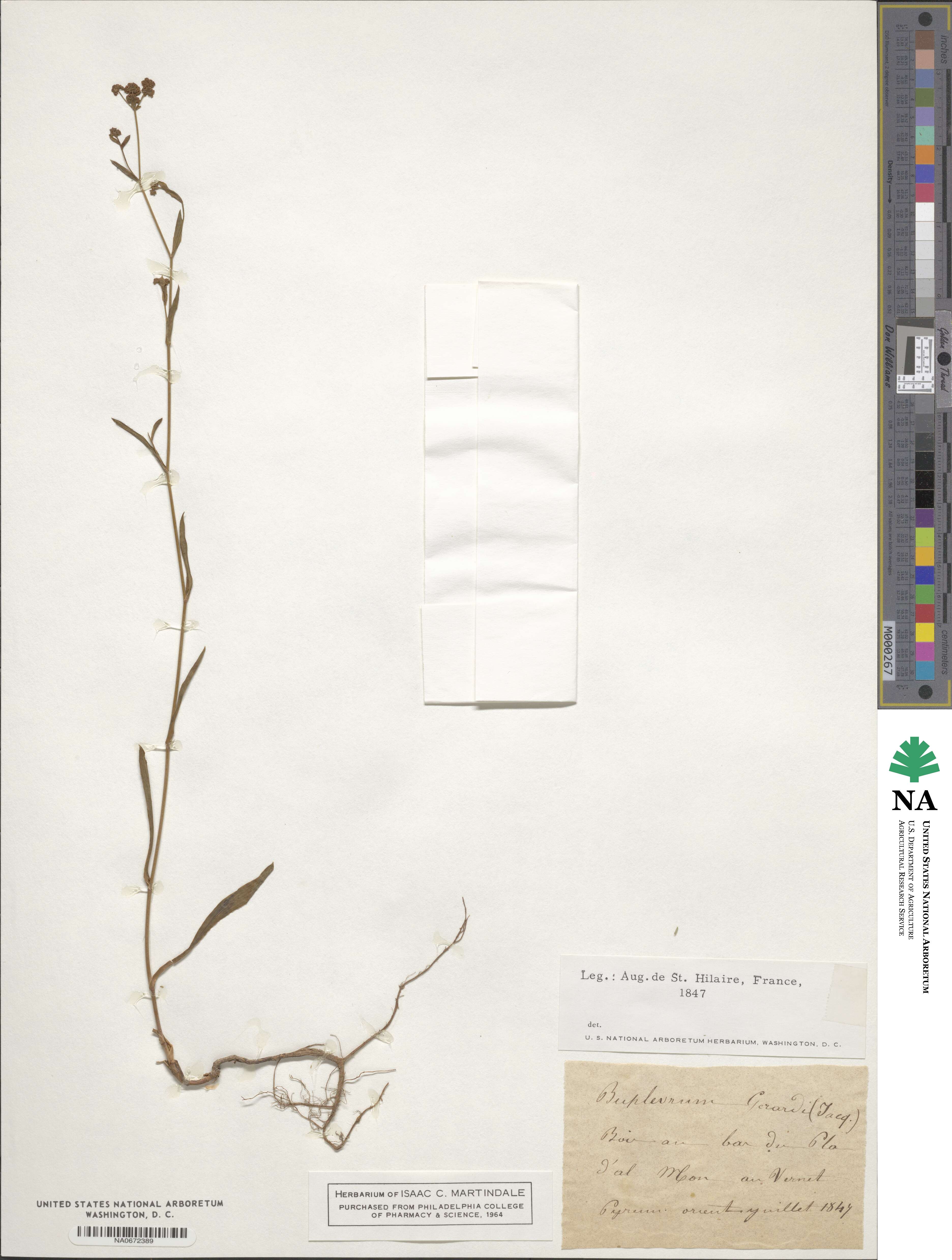 Bupleurum affine image