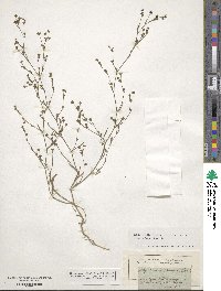 Bupleurum affine image