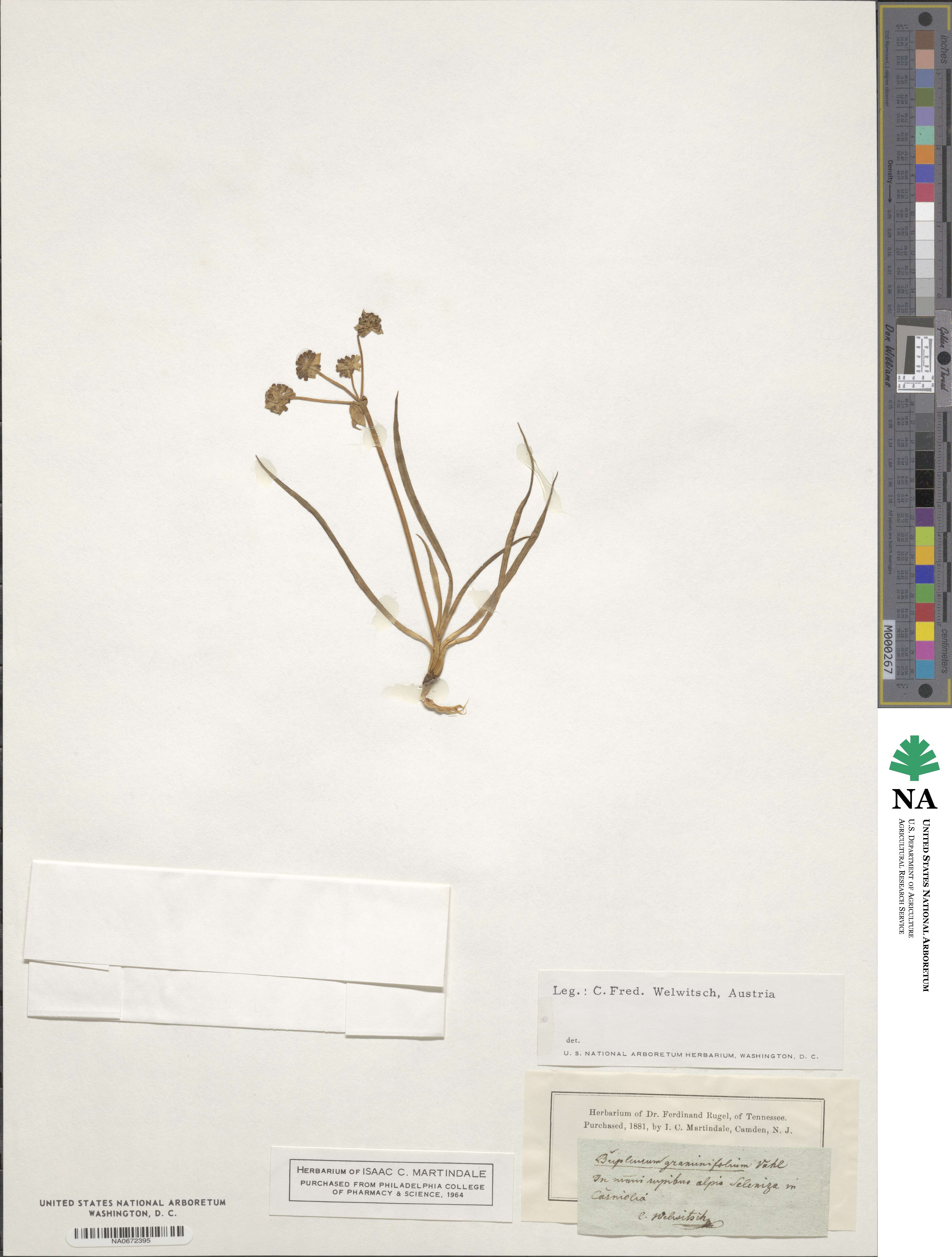 Bupleurum graminifolium image