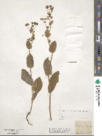 Bupleurum longifolium image