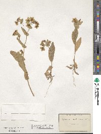 Bupleurum subovatum image