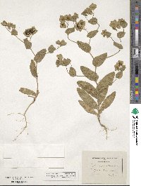 Bupleurum subovatum image