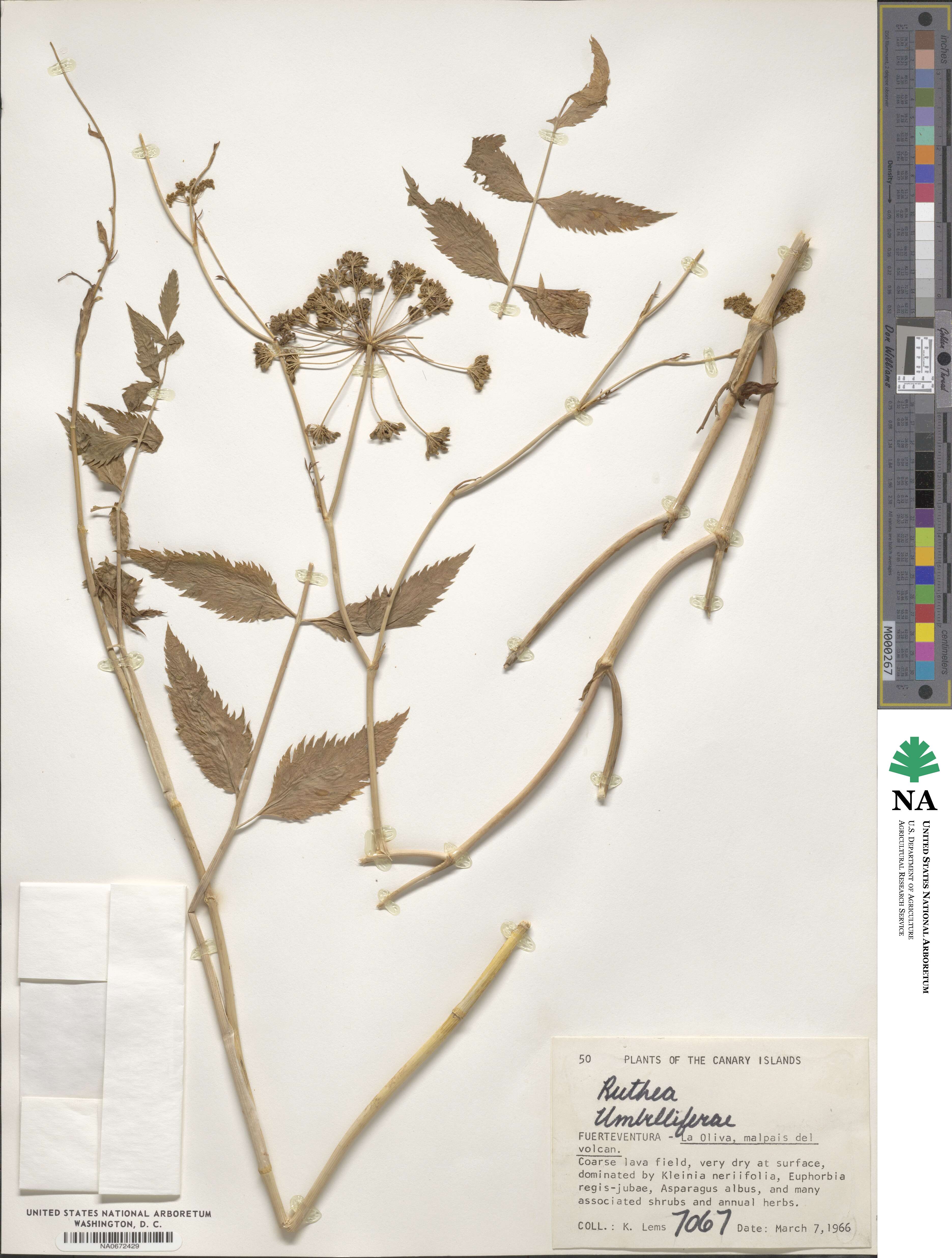 Rutheopsis image