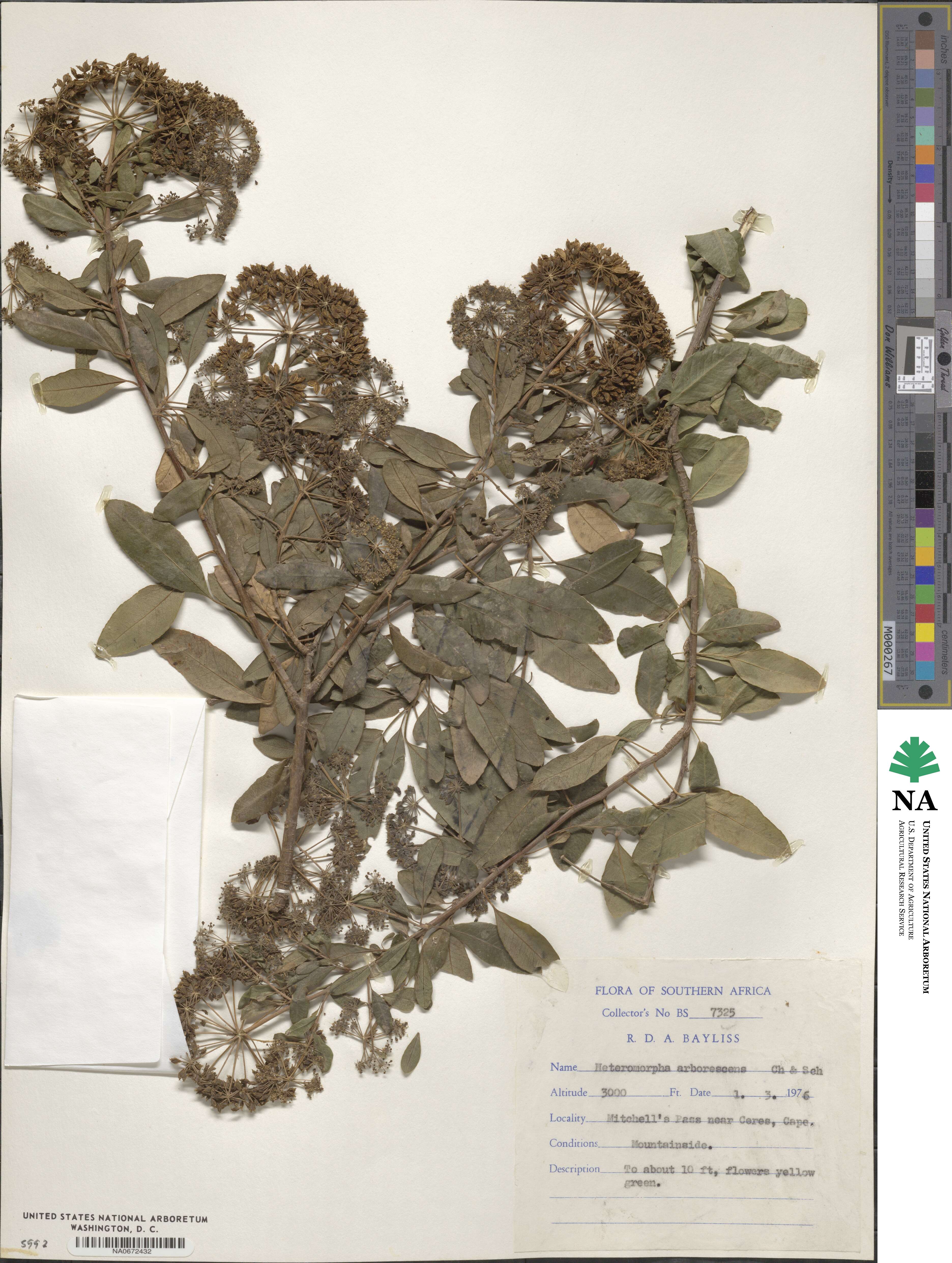 Heteromorpha image