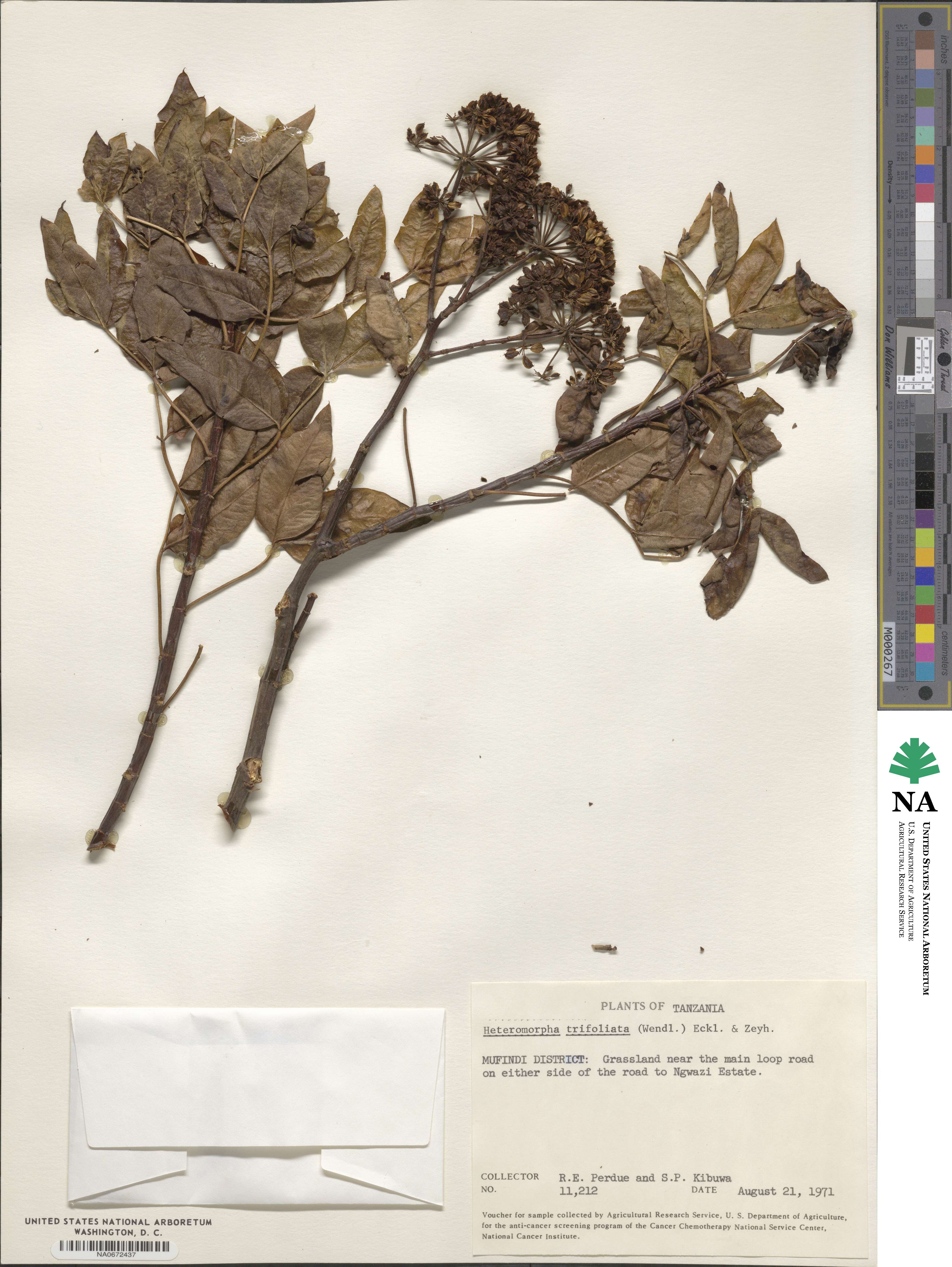 Heteromorpha arborescens var. abyssinica image