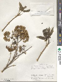 Heteromorpha arborescens var. abyssinica image