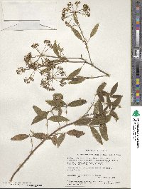 Heteromorpha arborescens var. abyssinica image