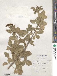 Heteromorpha arborescens var. abyssinica image