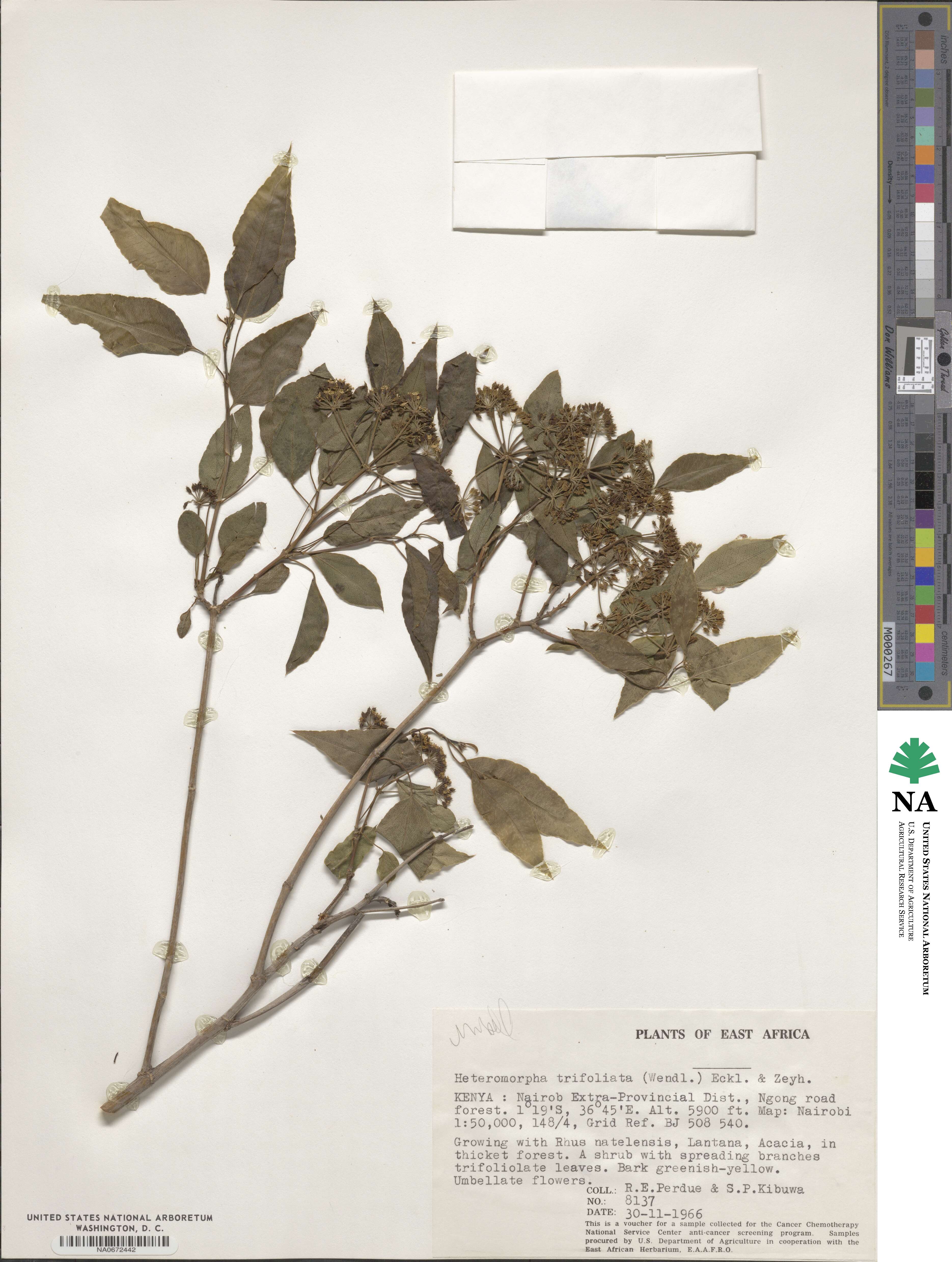 Heteromorpha arborescens var. abyssinica image