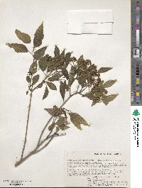 Heteromorpha arborescens var. abyssinica image