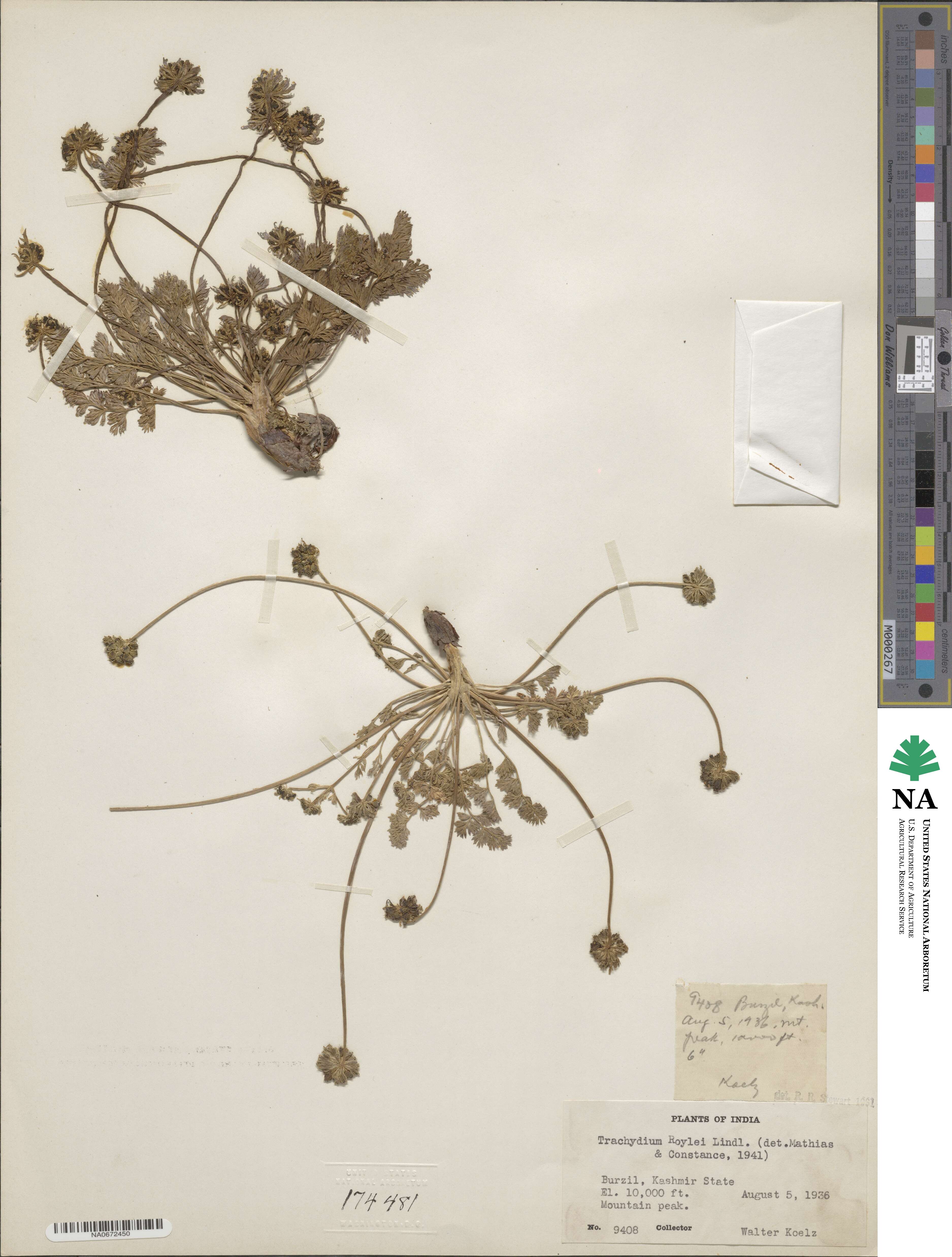 Trachydium image