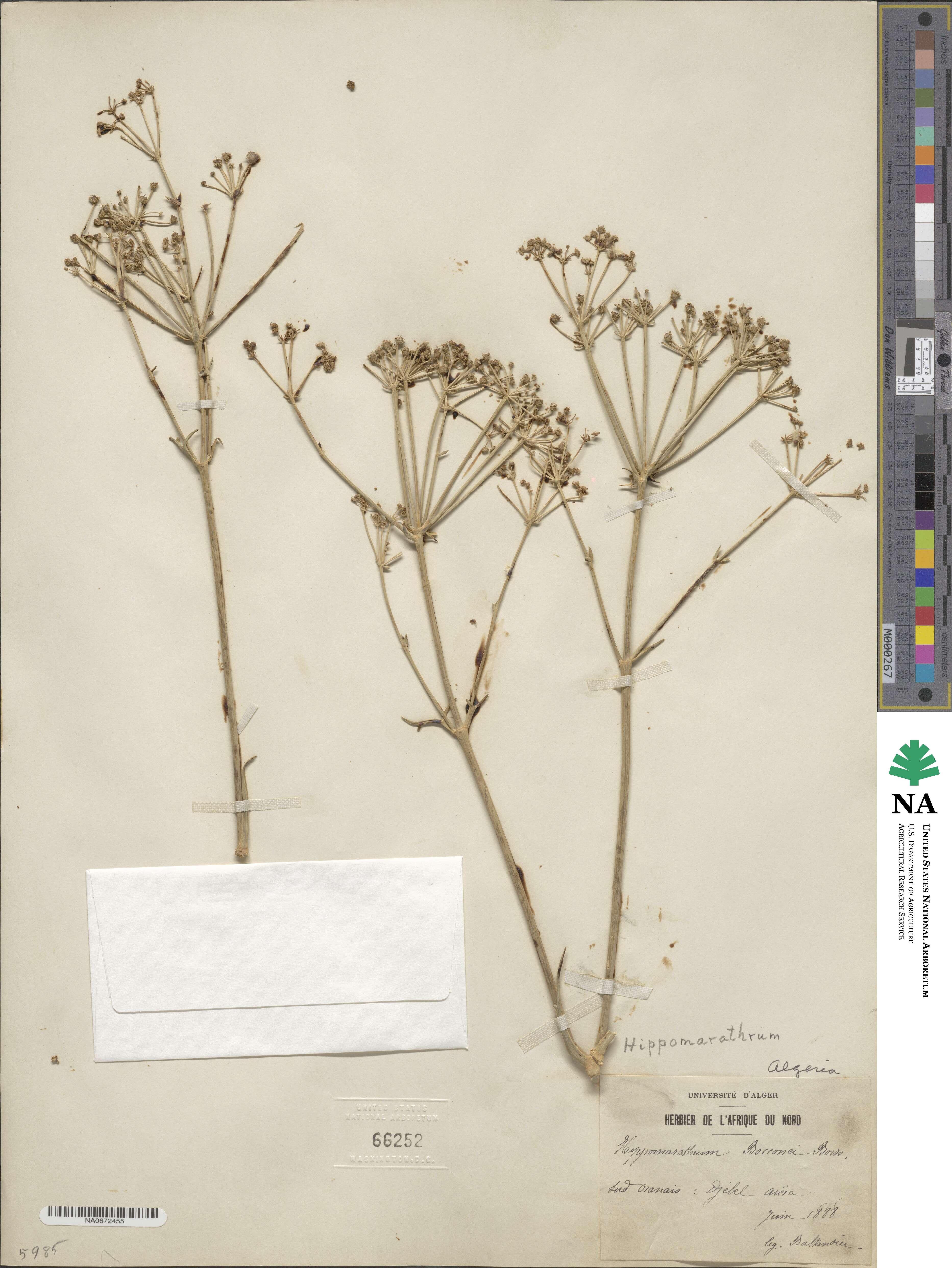 Cachrys libanotis image