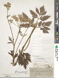 Pleurospermum austriacum image