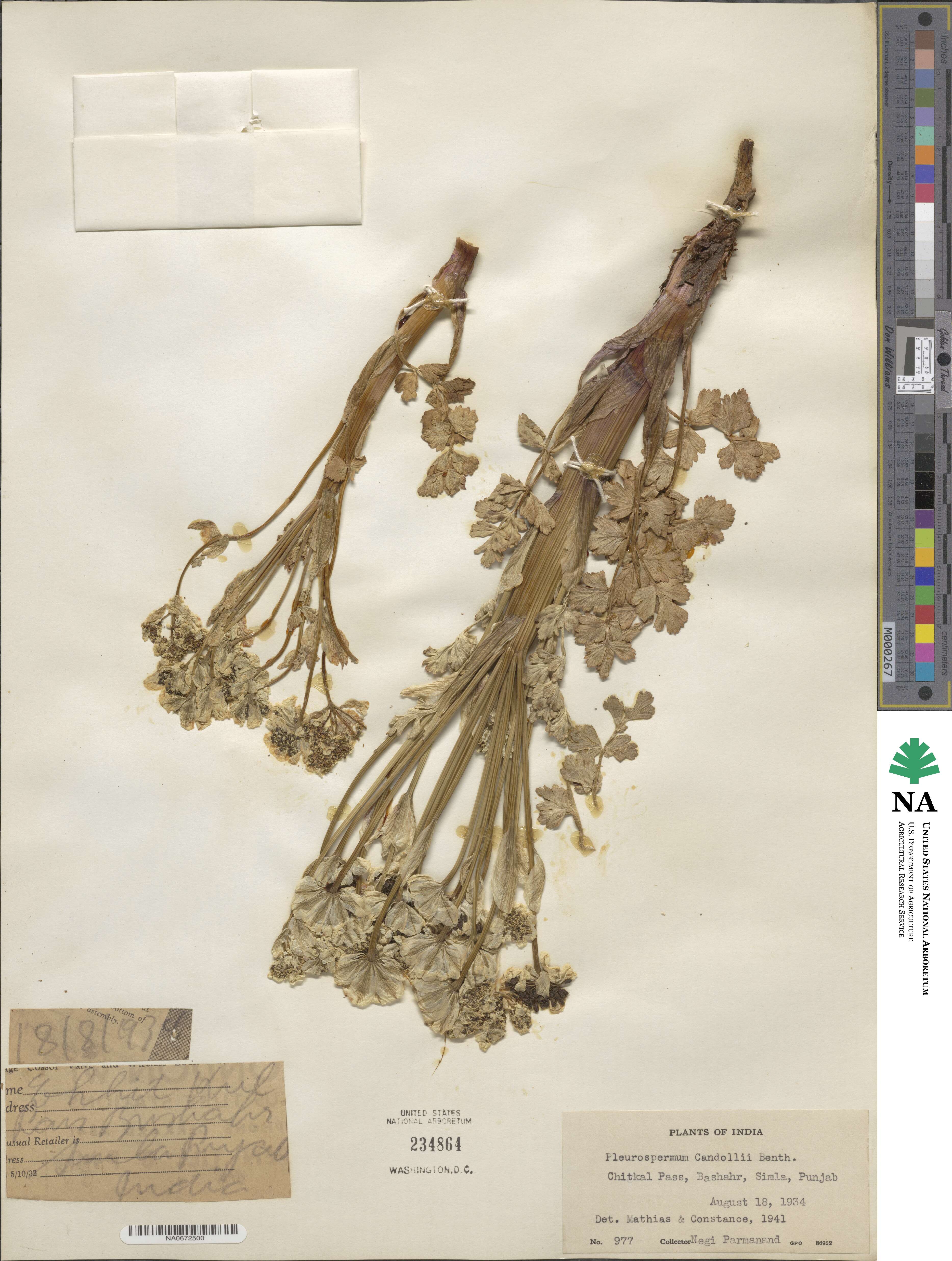Pleurospermum candollii image