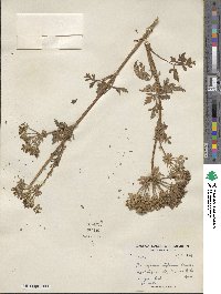 Aulacospermum stylosum image