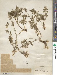 Vicatia coniifolia image