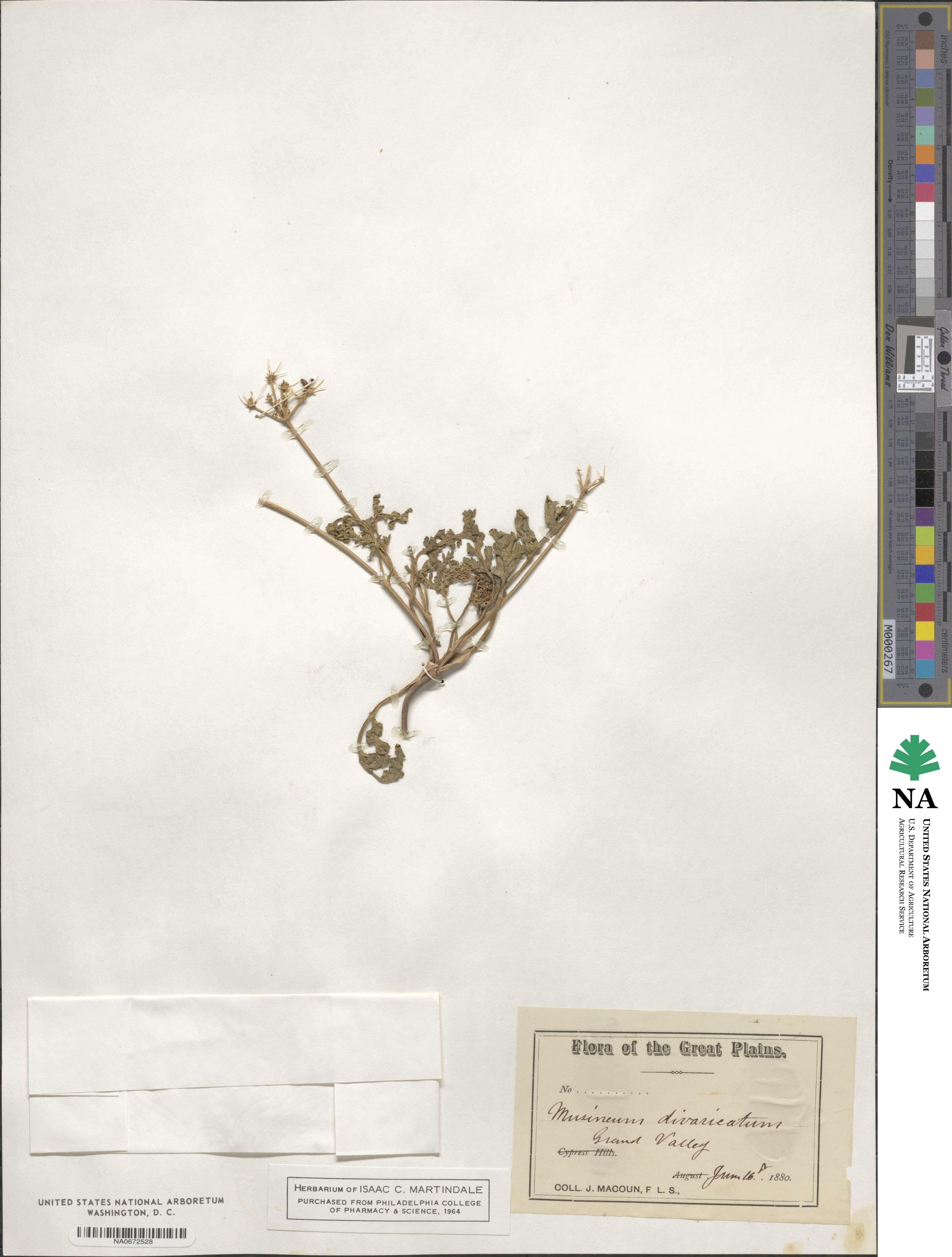 Musineon divaricatum image