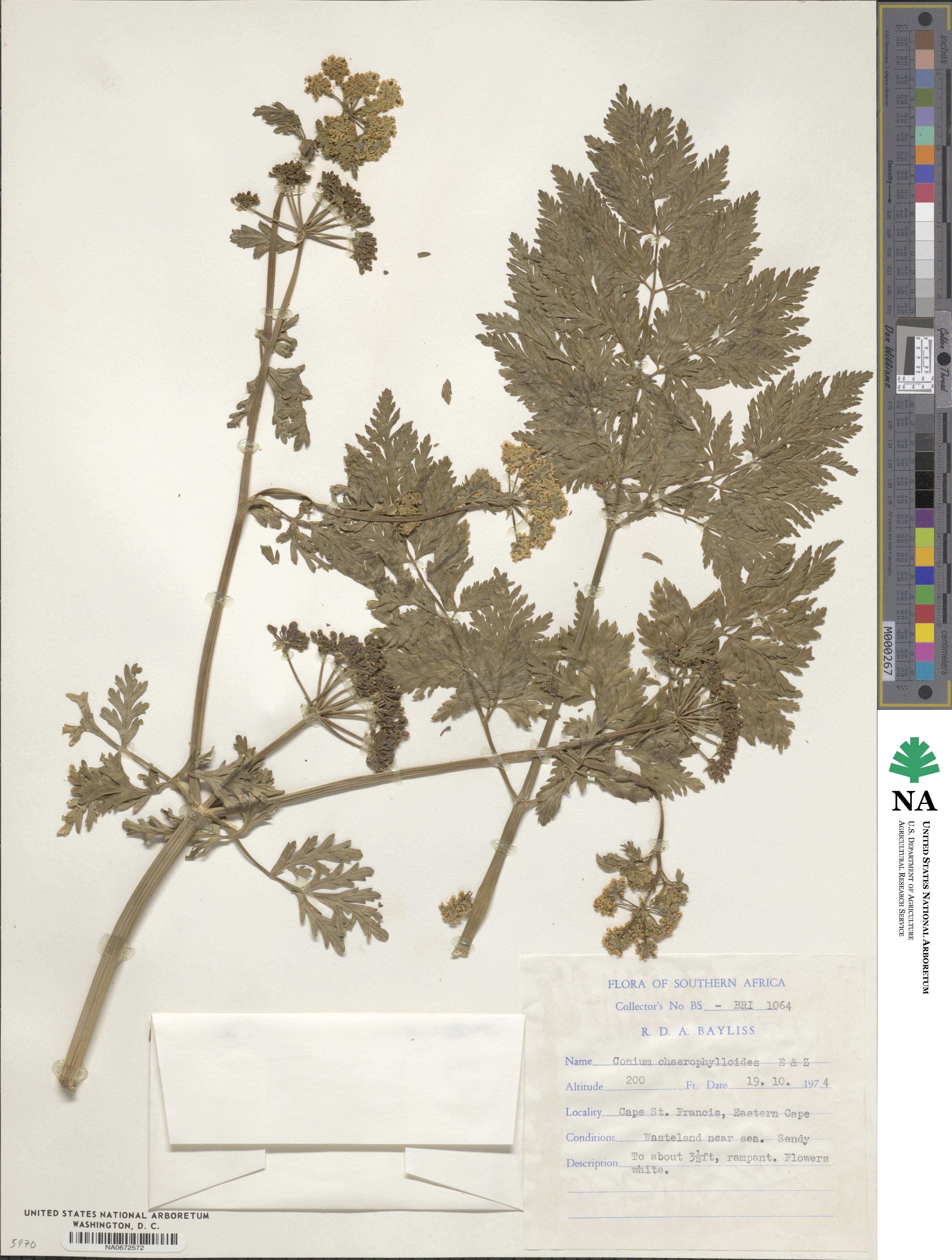 Conium chaerophylloides image