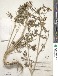 Conium maculatum image