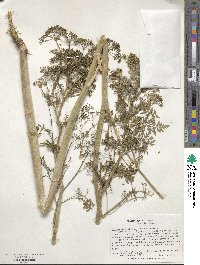 Conium maculatum image