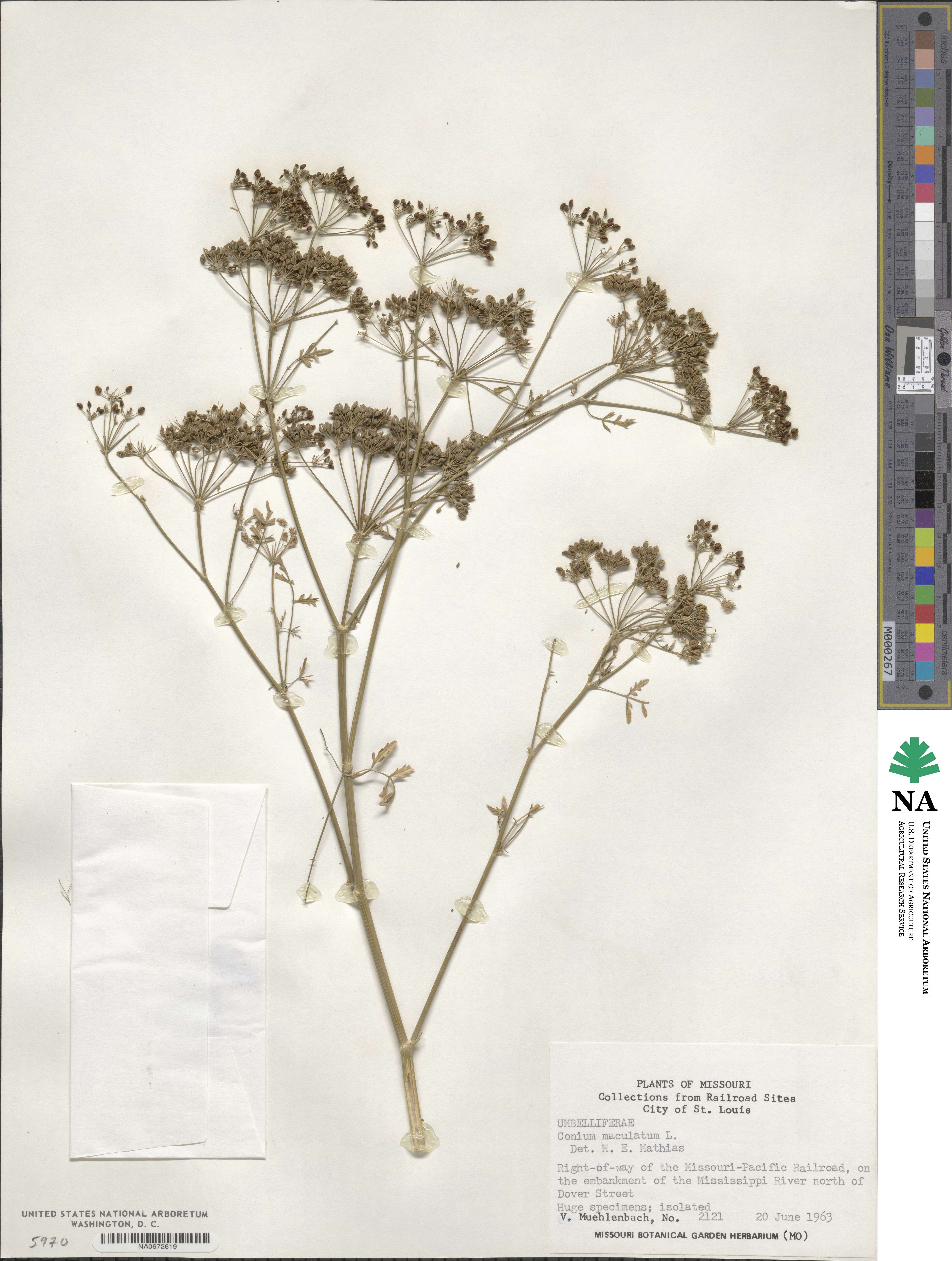 Conium maculatum image