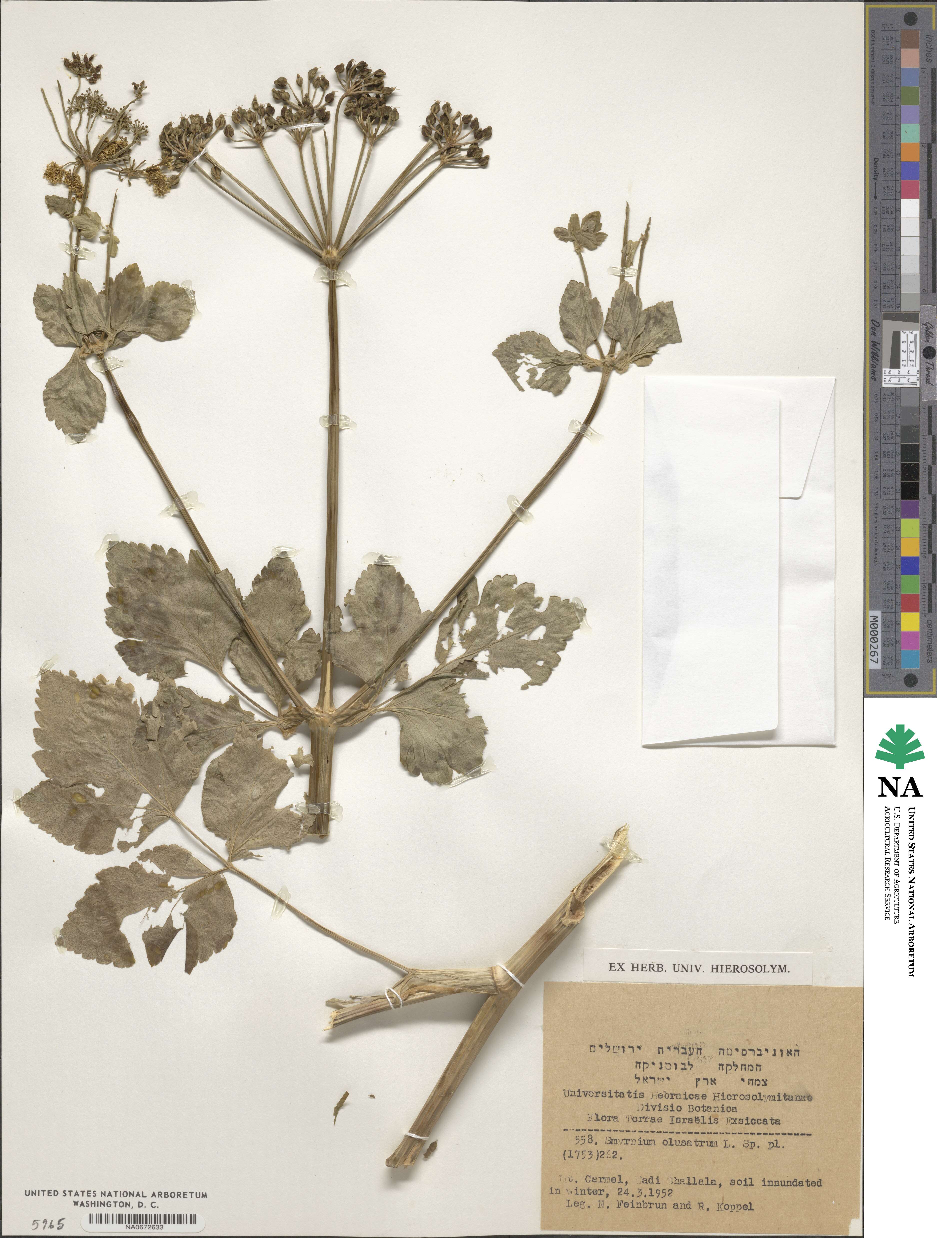 Smyrnium olusatrum image