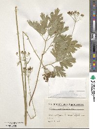 Physospermum cornubiense image