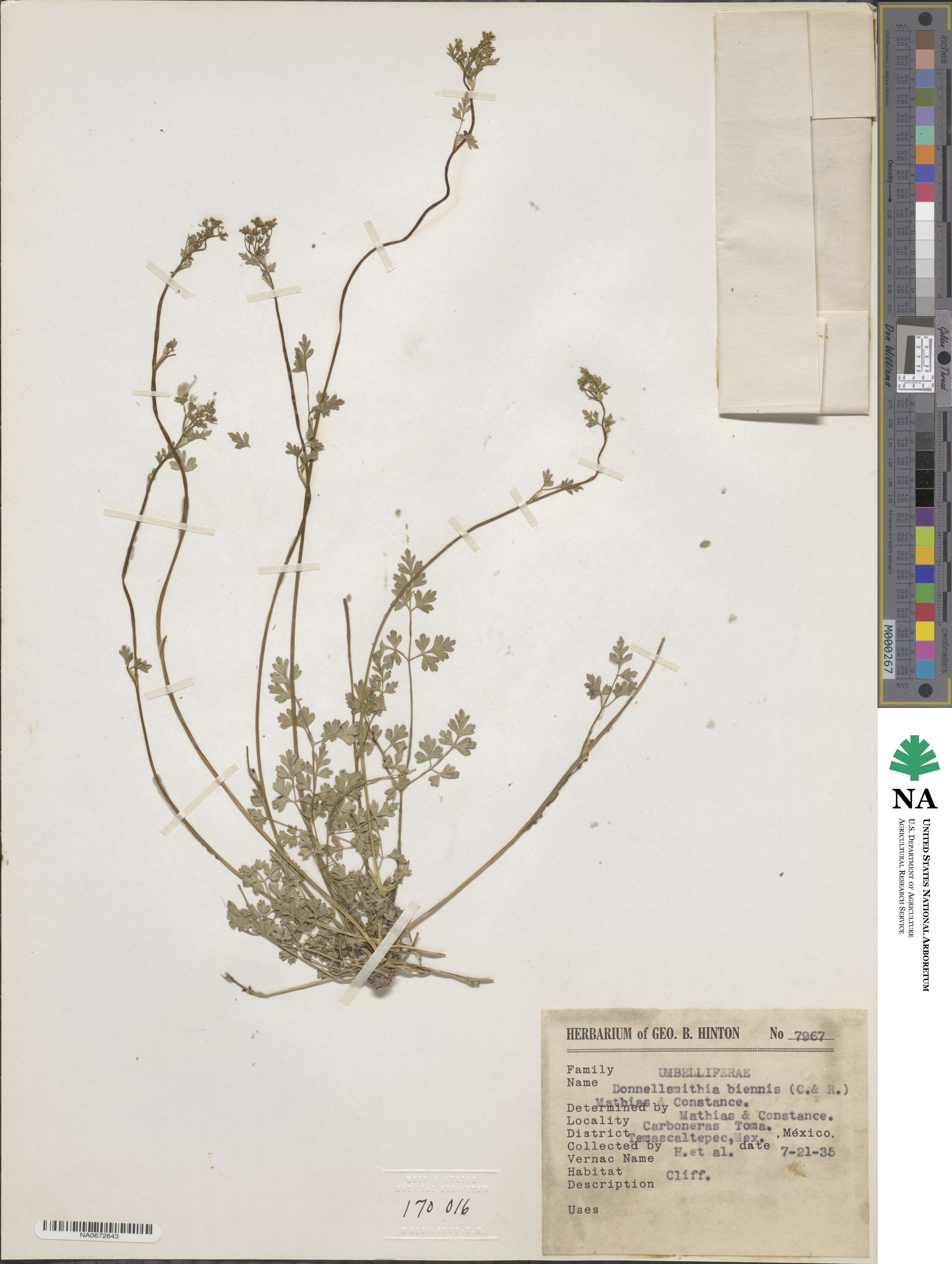 Donnellsmithia biennis image