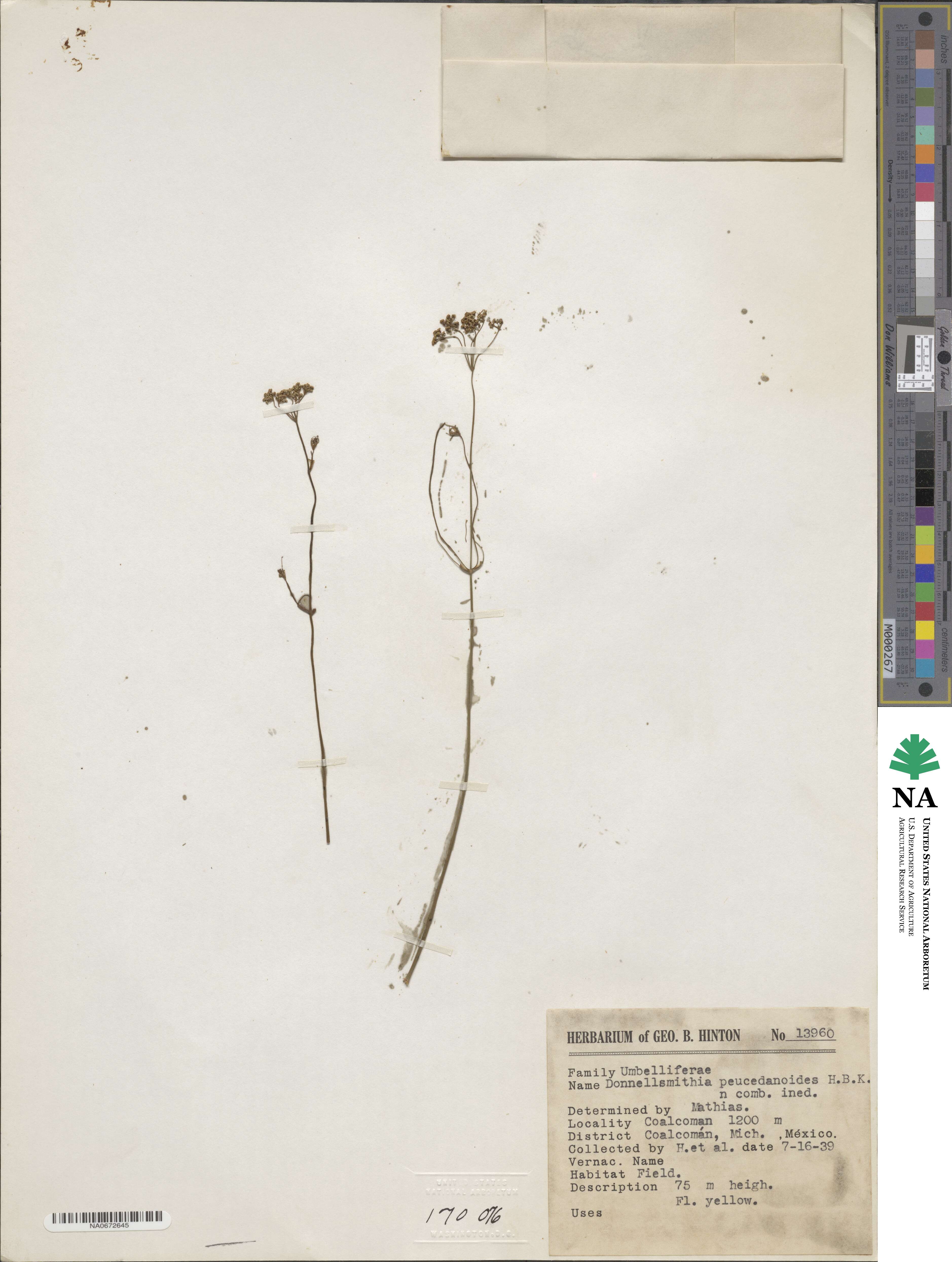 Donnellsmithia juncea image