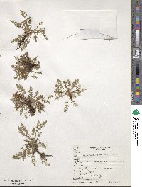 Chaerophyllum daucoides image