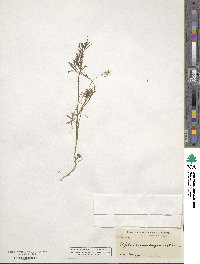 Apiastrum angustifolium image