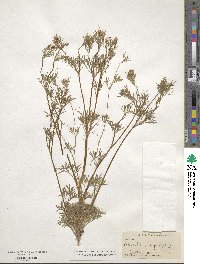 Apiastrum angustifolium image