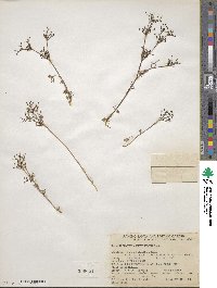 Apiastrum angustifolium image