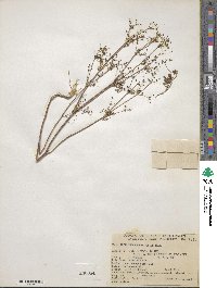 Apiastrum angustifolium image