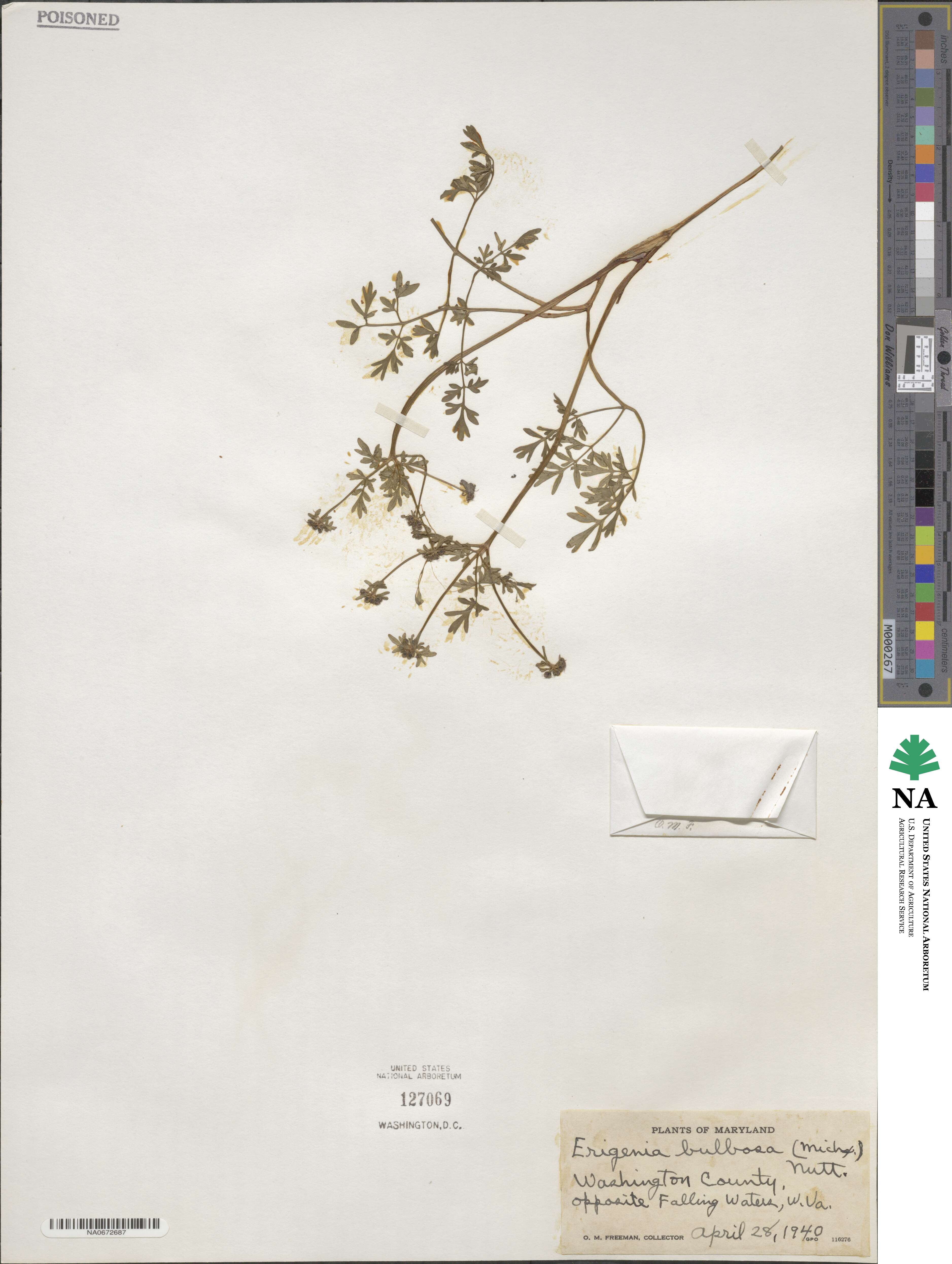Erigenia bulbosa image
