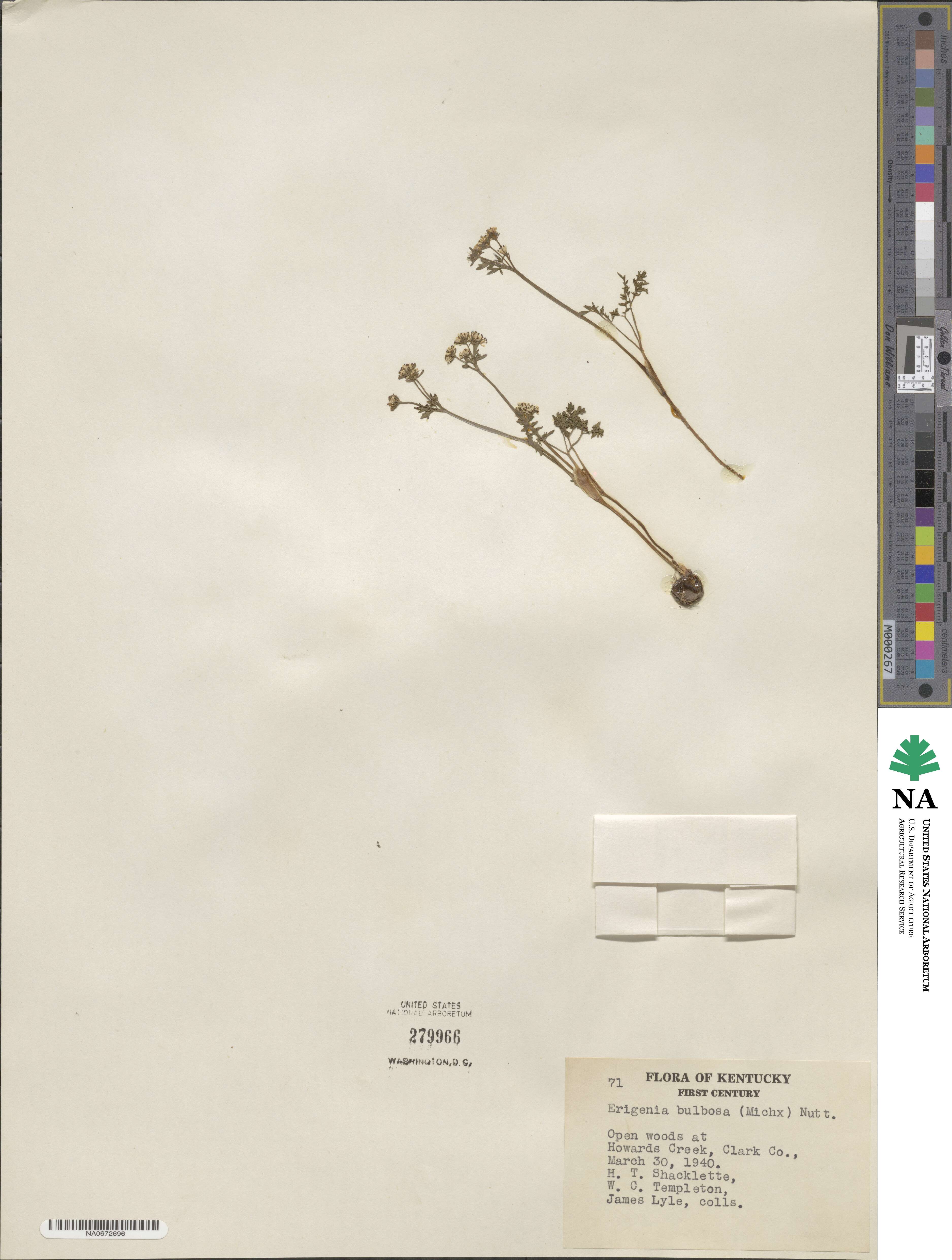 Erigenia image