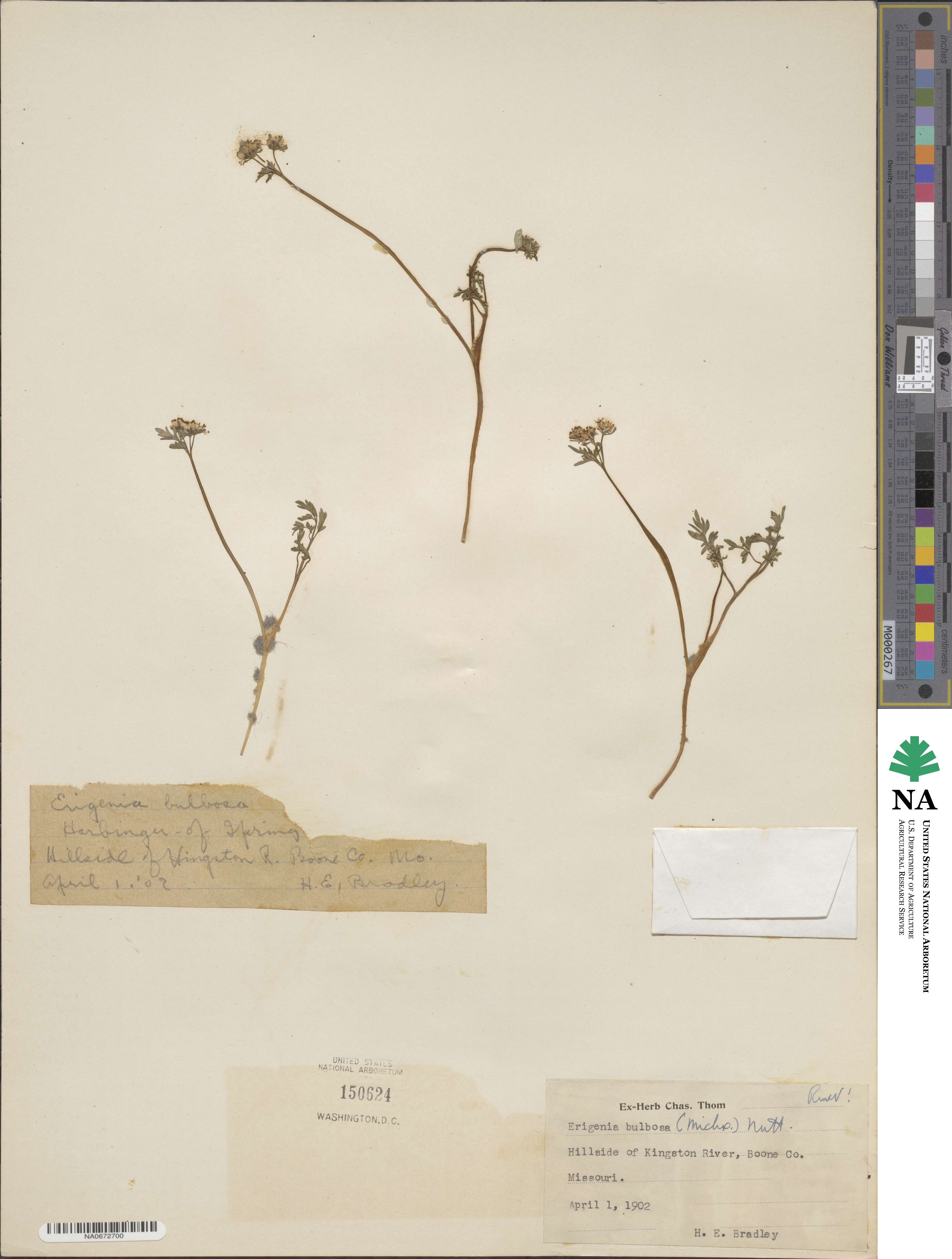 Erigenia bulbosa image