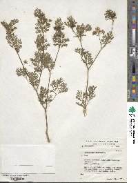 Coriandrum sativum image