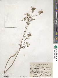 Coriandrum sativum image