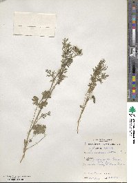 Coriandrum sativum image