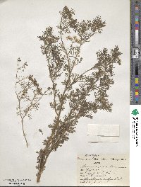 Coriandrum sativum image