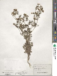 Coriandrum sativum image