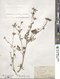 Coriandrum sativum image