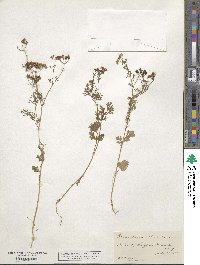 Coriandrum sativum image