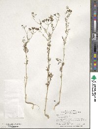 Coriandrum sativum image