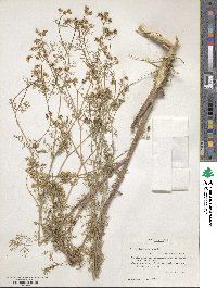 Coriandrum sativum image