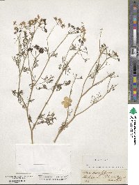 Coriandrum sativum image