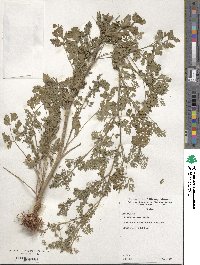 Coriandrum sativum image