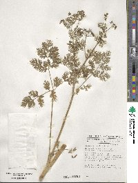 Coriandrum sativum image