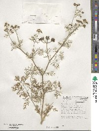 Coriandrum sativum image